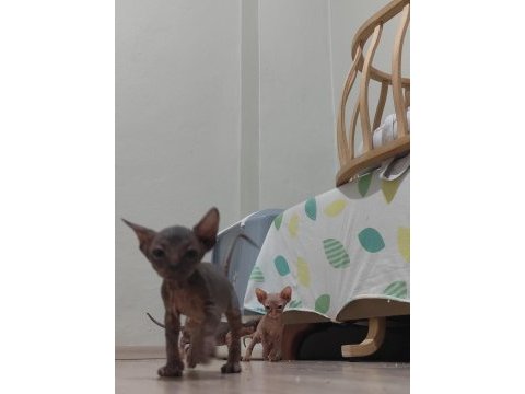 Spyhnx home yavru