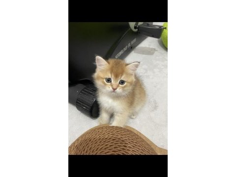 Show kalite british short hair golden yavrular
