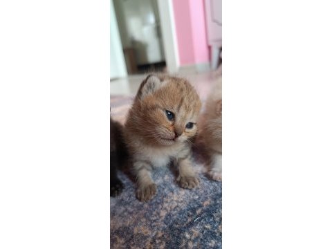 British shorthair tabby
