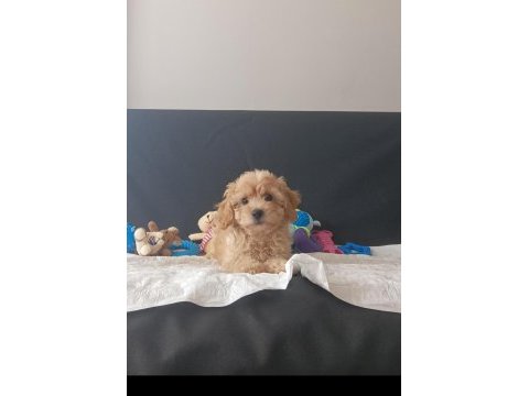 Sevimli maltipoo yavrular