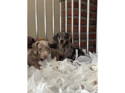 Orjinal dachshund yavrularımız