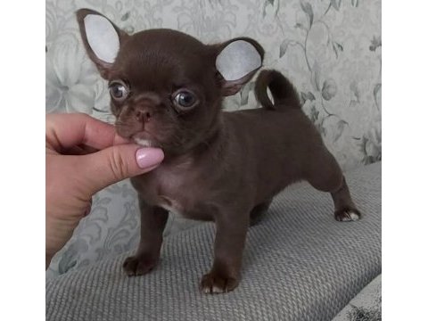 Mini elma kafa teacup chihuahua bebekler