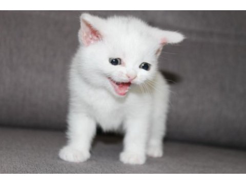 Safkan british shorthair yavru