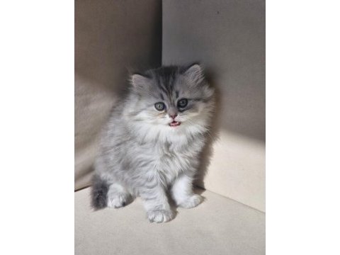 British longhair ve shorthair