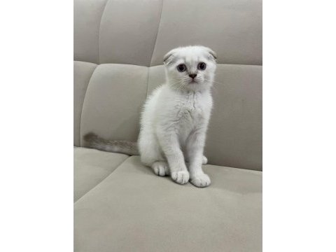 Aşılı safkan scottish fold