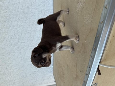 Choco tan pug mops