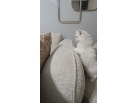 British longhair bebek