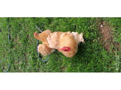 Buff coco cüce cochin tavuk kuluçkalık yumurta ve civciv