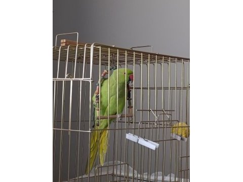 Pakistan papağanı erkek kayseri