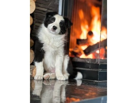 Border collie yavruları aşıları tam