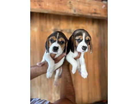 Muhteşem beagle bebişler