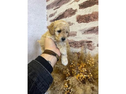 Toy poodle yavrularımız