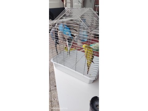 İsterseniz takım isterseniz tek dişi erkek muhabbet kuşu