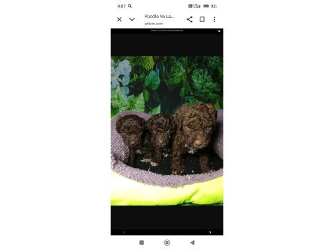 Irk ve sağlık garanti lagotto yavrularımız