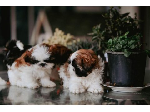 Safkan harika anne altından shih tzu bebekler