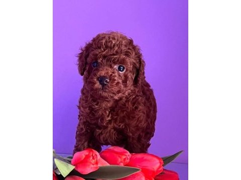 Dark brown teacup yavrular