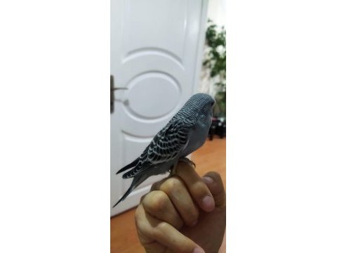 Muhabbet kuşu