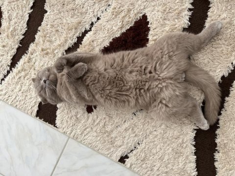1.5 buçuk yaşında erkek scottish fold