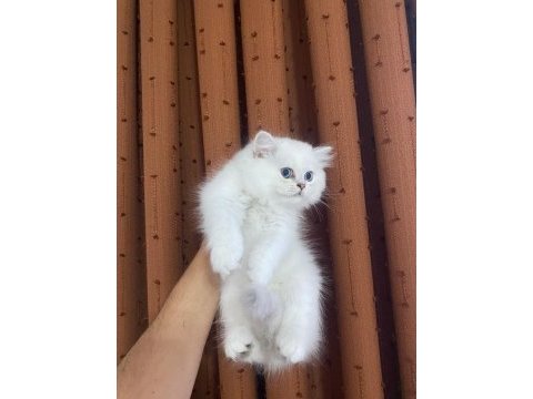 British longhair silver point erkek