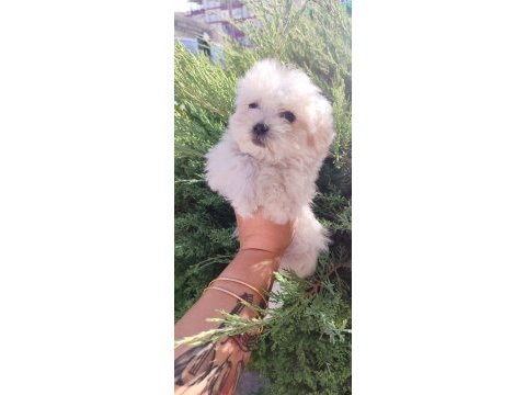 Büyümeyen kar beyaz minyatür maltese bebekler