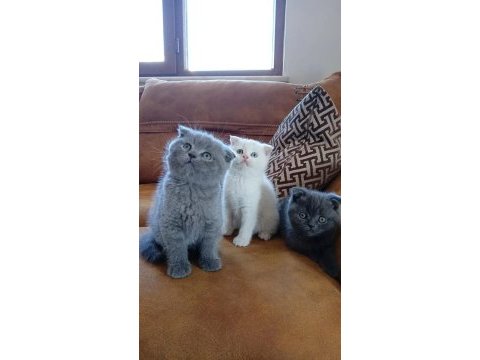 Sütten kesildi kedilerim sahiplendirmeye uygundur