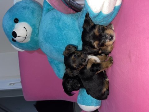40 günlük morkie terrierlerimizi sahiplendiriyoruz
