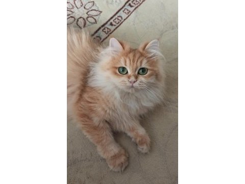 Kızanda gold dişi british longhair