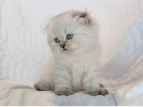 Dünyalar güzeli minik scottish fold kızımız