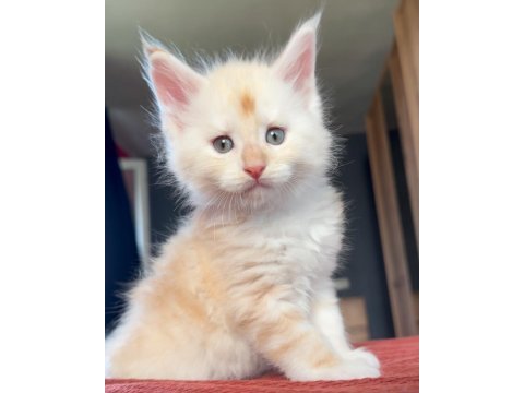 Safkan maine coon - ekstra iri yavrular
