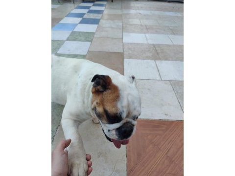 Dişi bulldog 2 yaşında ulaşın bana çok akıllı