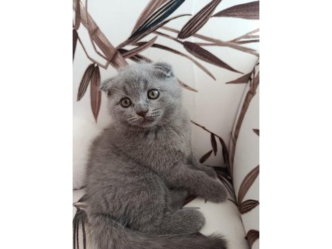 British shorthair kül rengi yavrumuz
