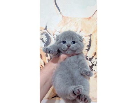 Bebek yüz top kafa scottish fold yavrularımız