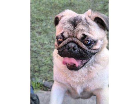 Orjinal pug