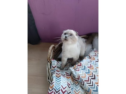 Acil yeni yuvasını arıyor scottish fold