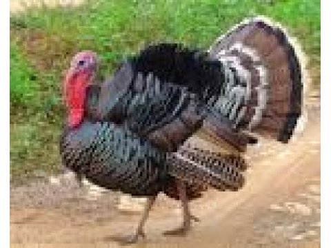 Hindi siyah köy