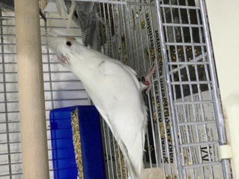 Albino (beyaz) sultan papağanı yavru
