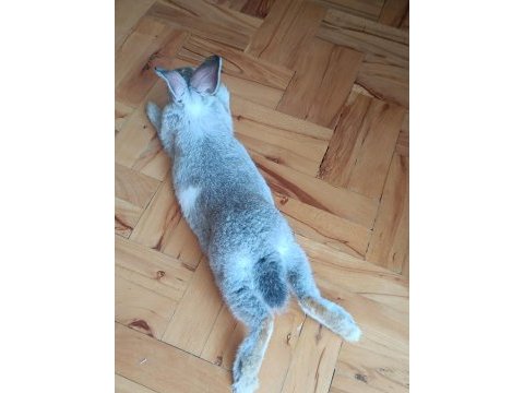 Tavşanım kişiyi acil sahiplendiriyorum