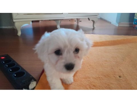 Orijinal malta maltese terrier yavrular