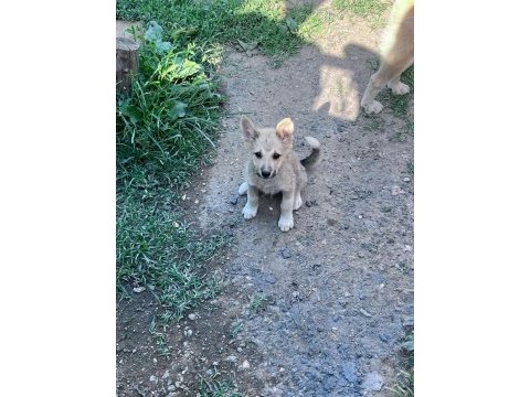 Akita inu yavru köpekler