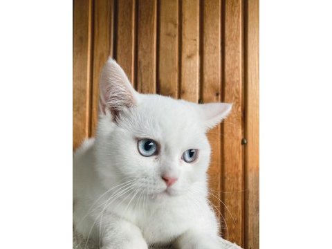 Anne altından safkan sağlıklı british shorthair