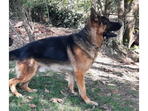 Alman kurdu gary torunu nero oğlu manitu von ıvelinhof