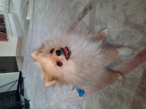 Pomeranian 4 aylık erkek