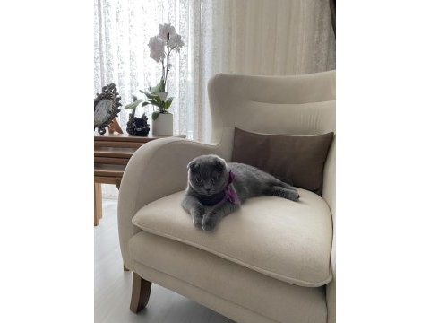 Scottish fold kısırlaştırılmış dişi