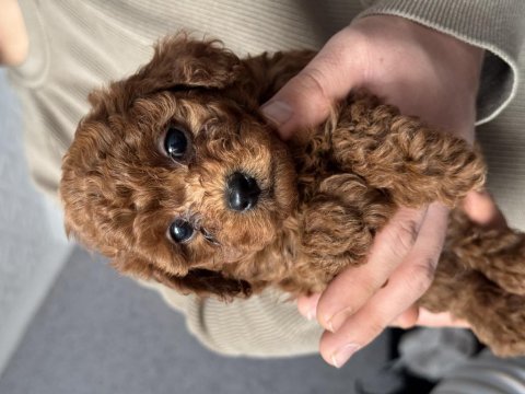 Orjinal kore minyatür toy poodle yavruları
