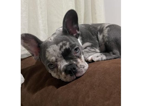 Başınızın tatlı belası köpeğimiz yeni ailesini arıyor