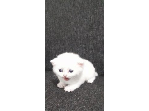 1 aylık pamuk british shorthair