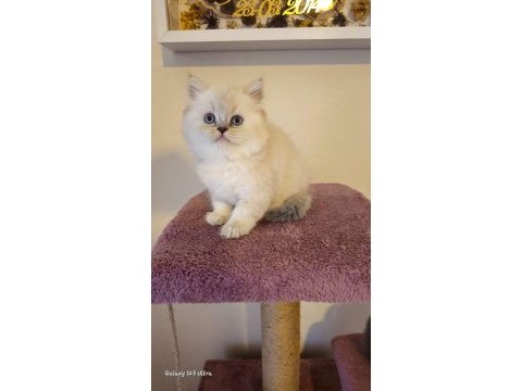 Dişi ve erkek british shorthair