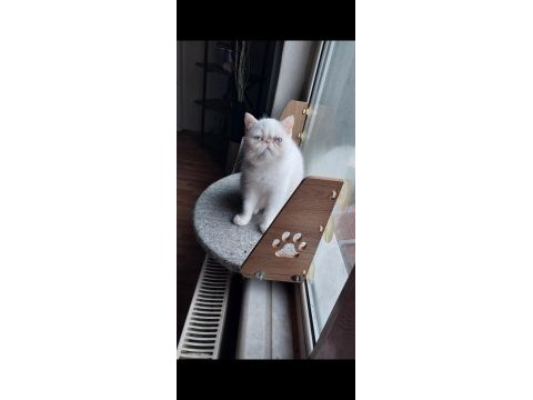 Erkek exotic shorthair