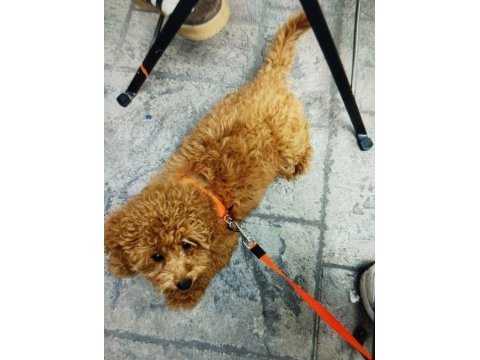 Acil toy poodle