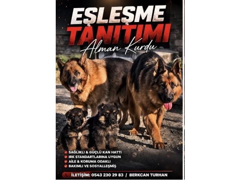 Safkan şecereli alman kurdu yavrular